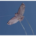 X-Kites Bird Of Prey Owl - view 1