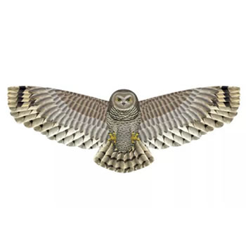 X-Kites Bird Of Prey Owl